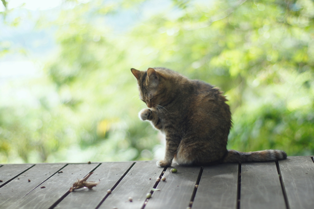 猫になりたい