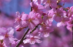 河津桜