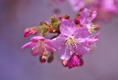 河津桜