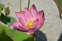 宇治平等院にて