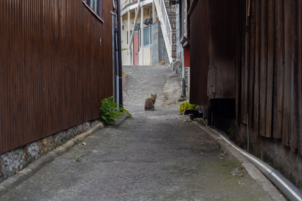 島原散歩#05 路地猫