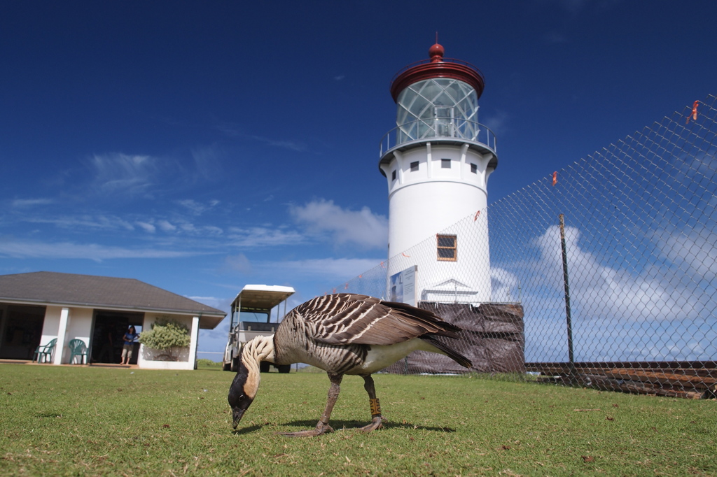 Kilauea Lighthouse, Kauai