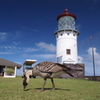 Kilauea Lighthouse, Kauai