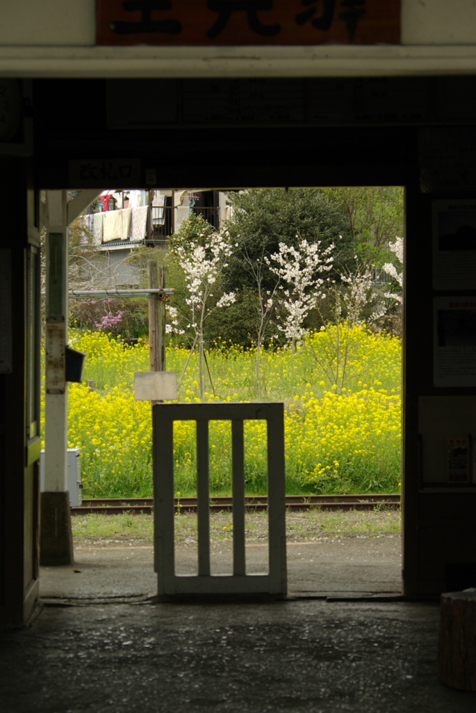 菜の花