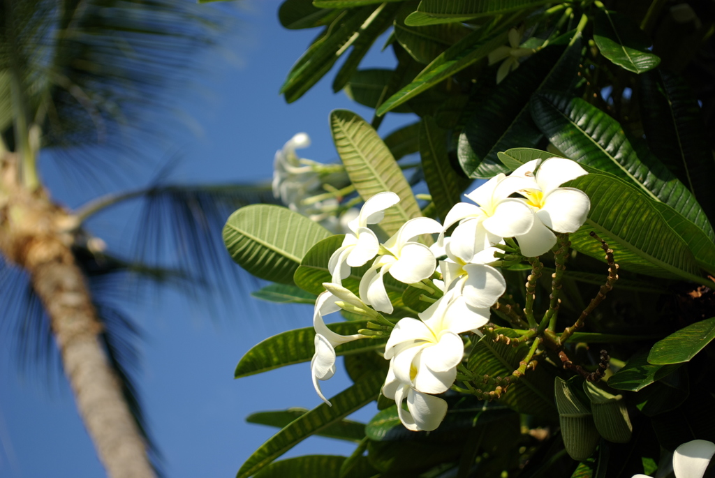 KONA Kahaluu Beach Park