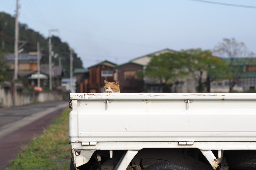 軽トラのねこ