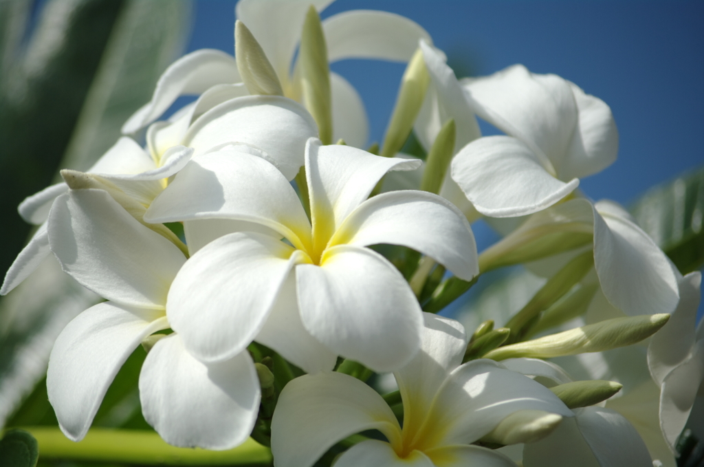 PLUMERIAS