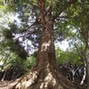 唐沢峠の大木