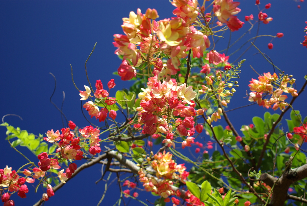 Hilo Bayfront Park 3