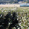 天浜線沿線散歩 #5 茶畑と天浜線