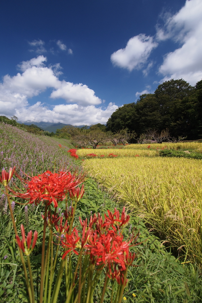 実りの秋と曼珠沙華