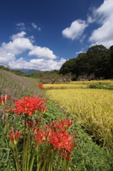 実りの秋と曼珠沙華