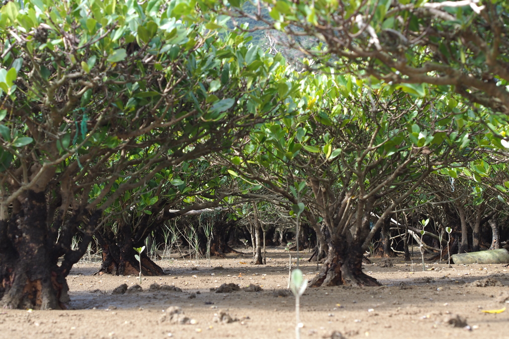 干潮のマングローブ原生林