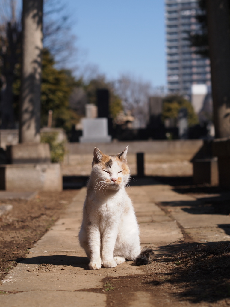 日向ぼっこ