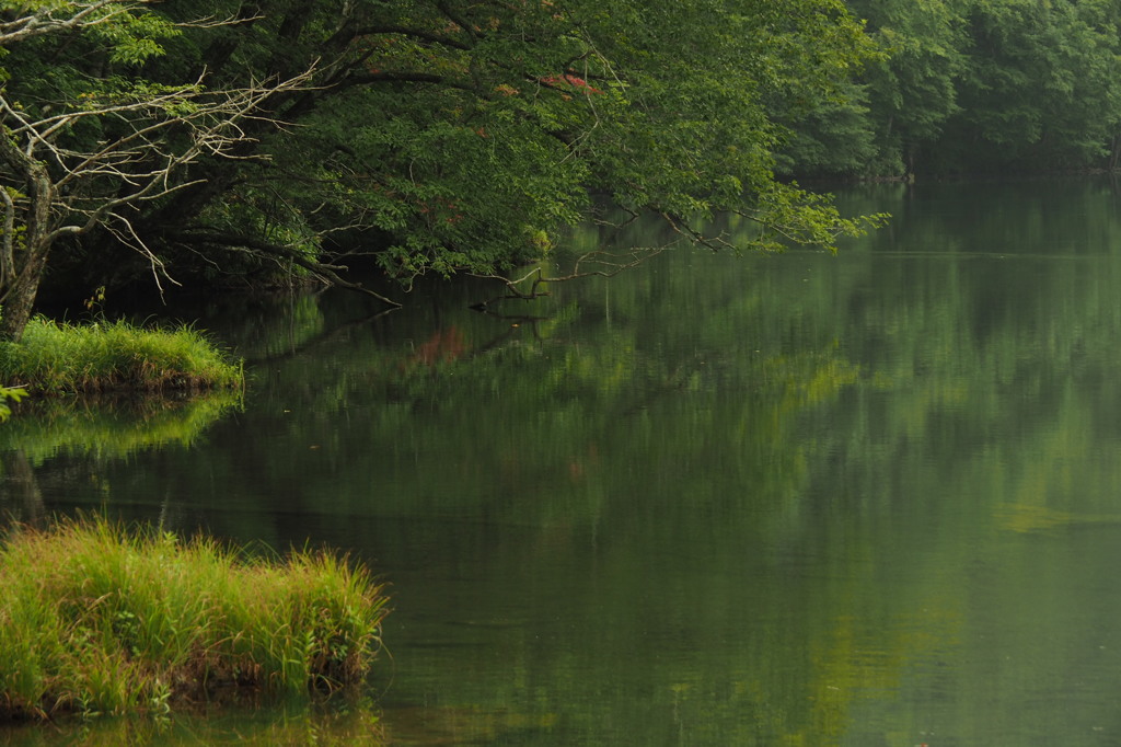 蔦沼