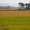 収穫の終わった田んぼ