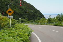 奥尻島　たぬき注意