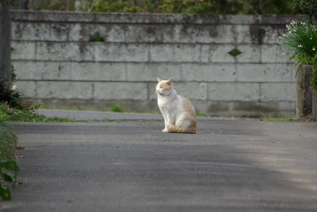ねこ