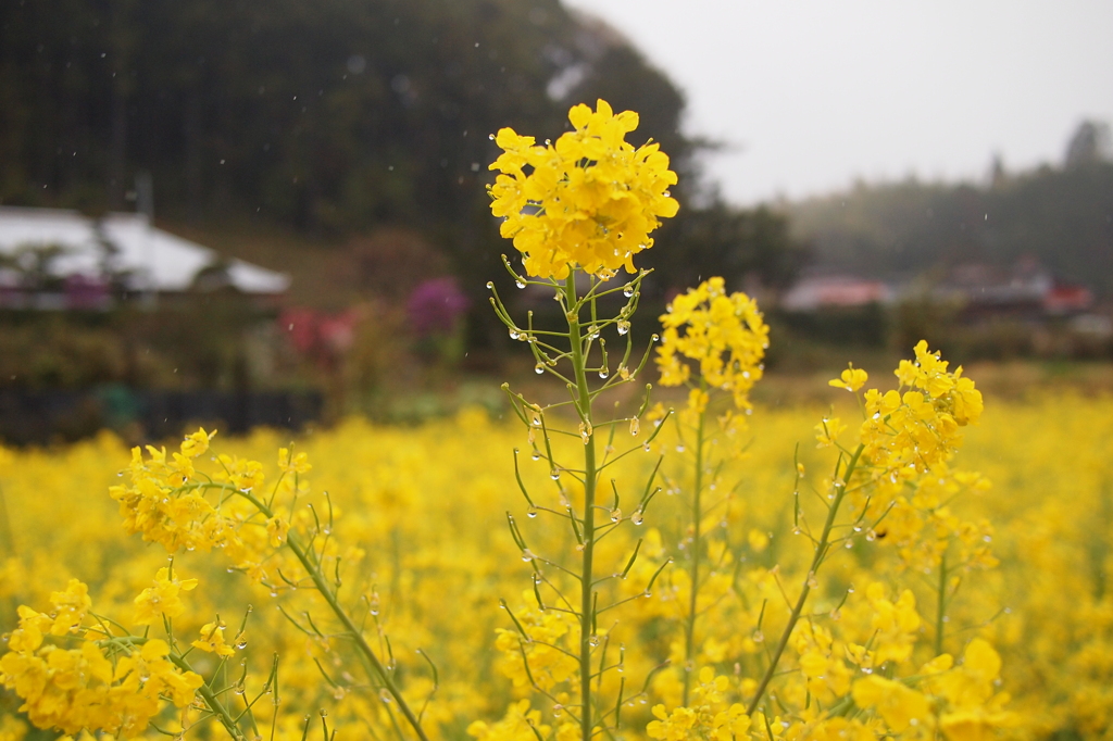 雨