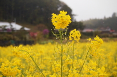 雨
