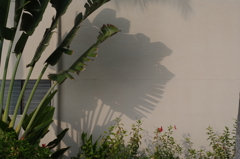 Shadow