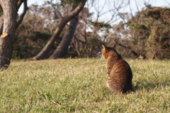 猫背