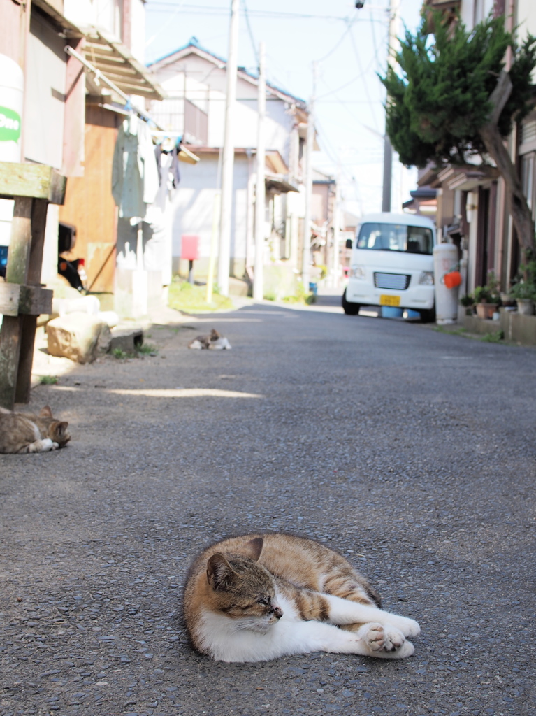 ねこ　ねこ　ねこ