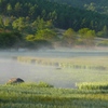 八島ヶ原湿原（朝霧）