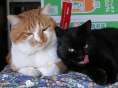 ワイルドキャット