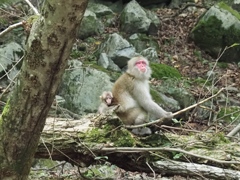 中禅寺湖の子連れ猿