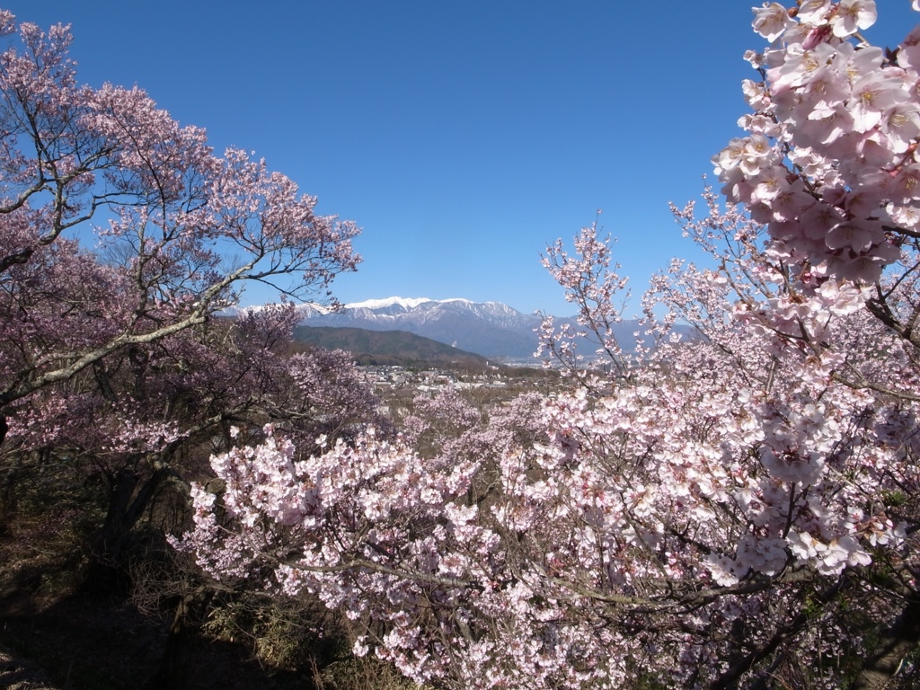 高遠城址の桜　2019-D