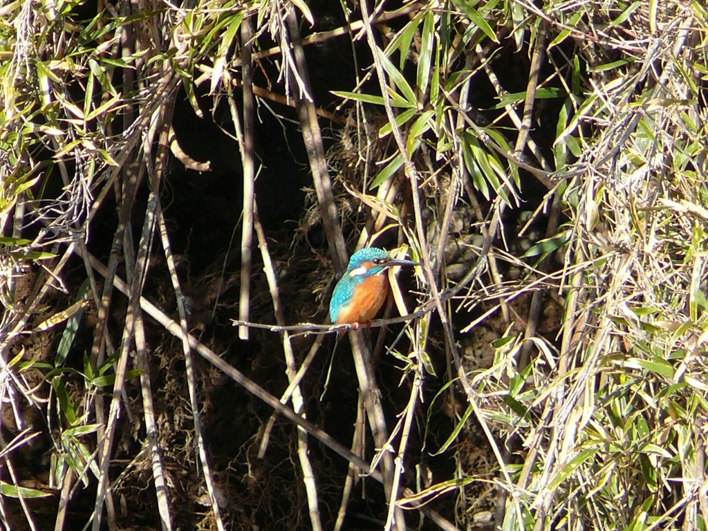 初めてのカワセミ