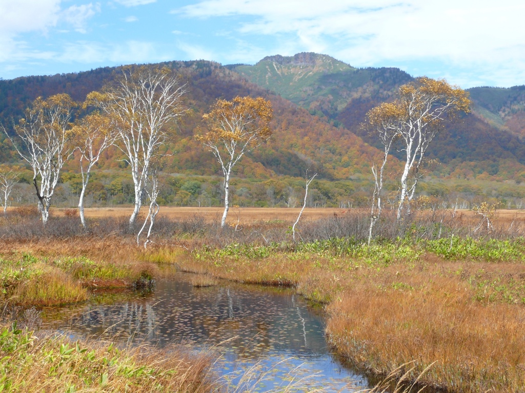 白樺と景鶴山