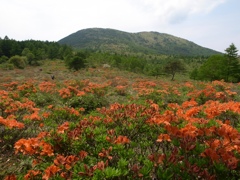 レンゲツツジ’（湯ノ丸山）