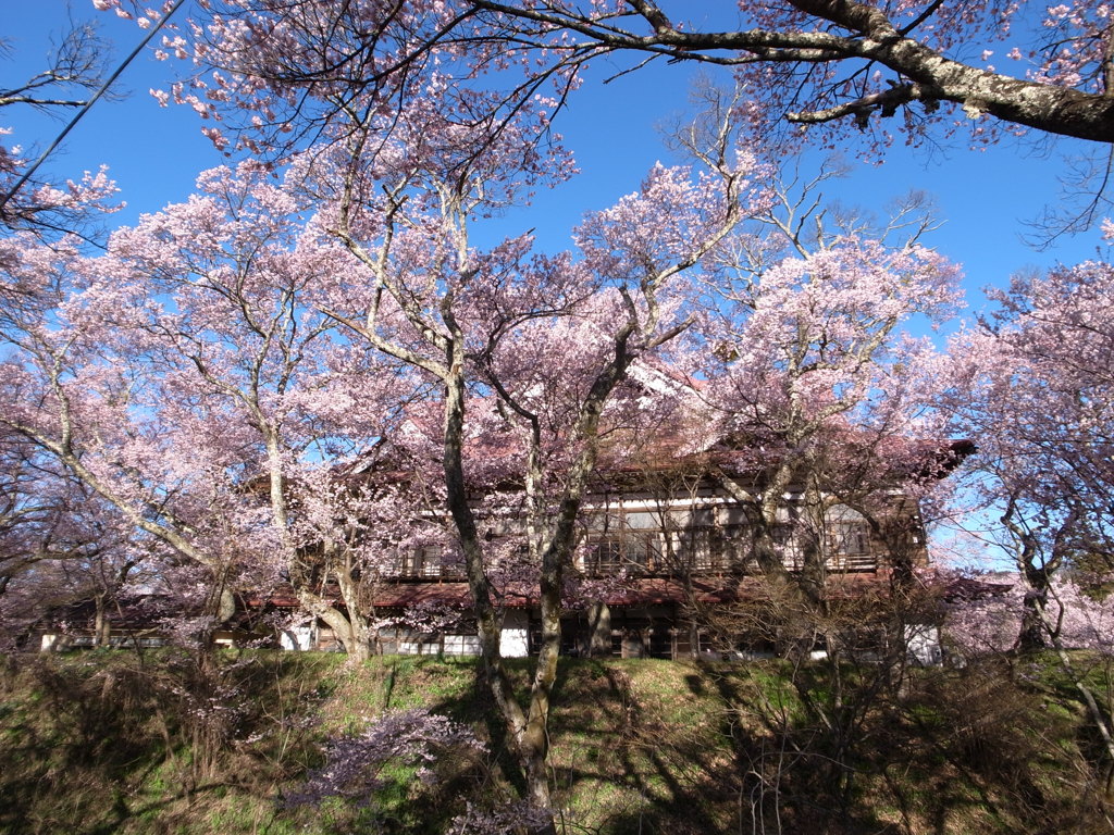 高遠城址の桜　2019-C