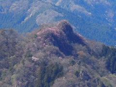 三ツ岩岳のヒトツバナ　03