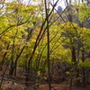 子持山の大タルミあたり