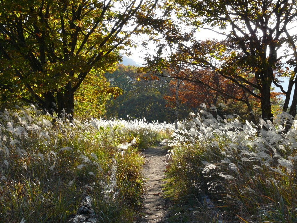 秋の野の道