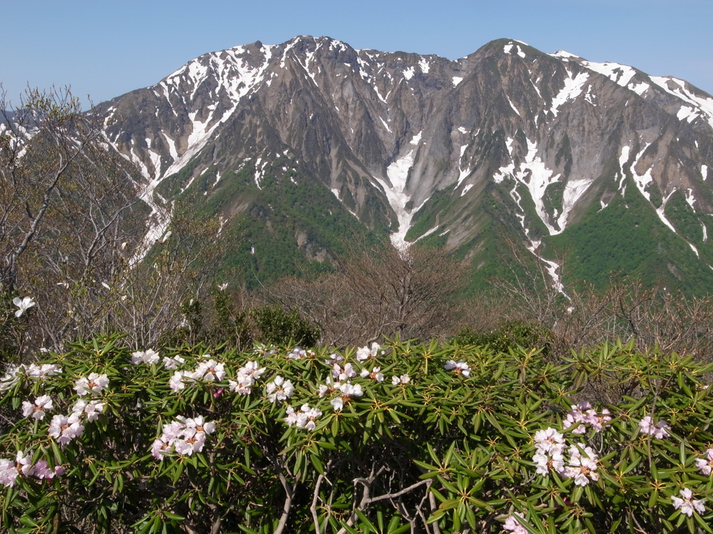 谷川岳とシャクナゲ