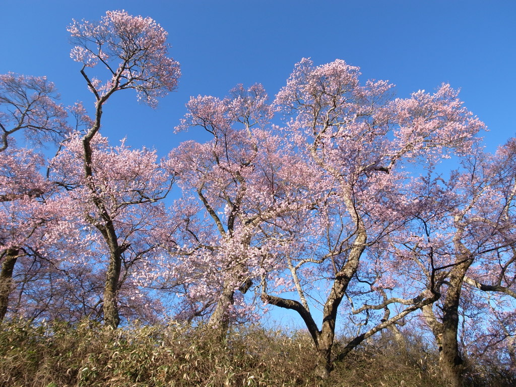 高遠城址の桜　2019-A