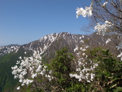谷川岳とタムシバの花