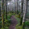 苔の森の道