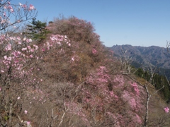 三ツ岩岳のヒトツバナ　01