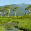 景鶴山と白樺