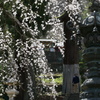 妙義神社