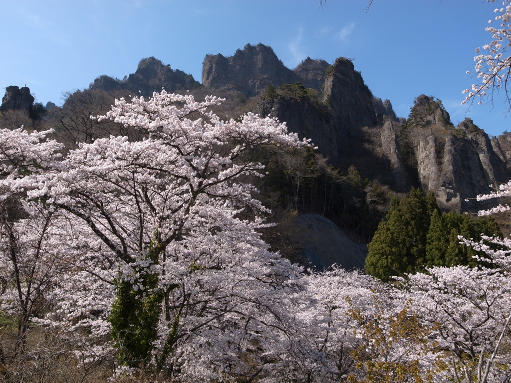 妙義山さくらの里　2019-B