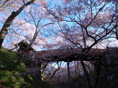 高遠城址の桜　2019-B