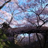 高遠城址の桜　2019-B