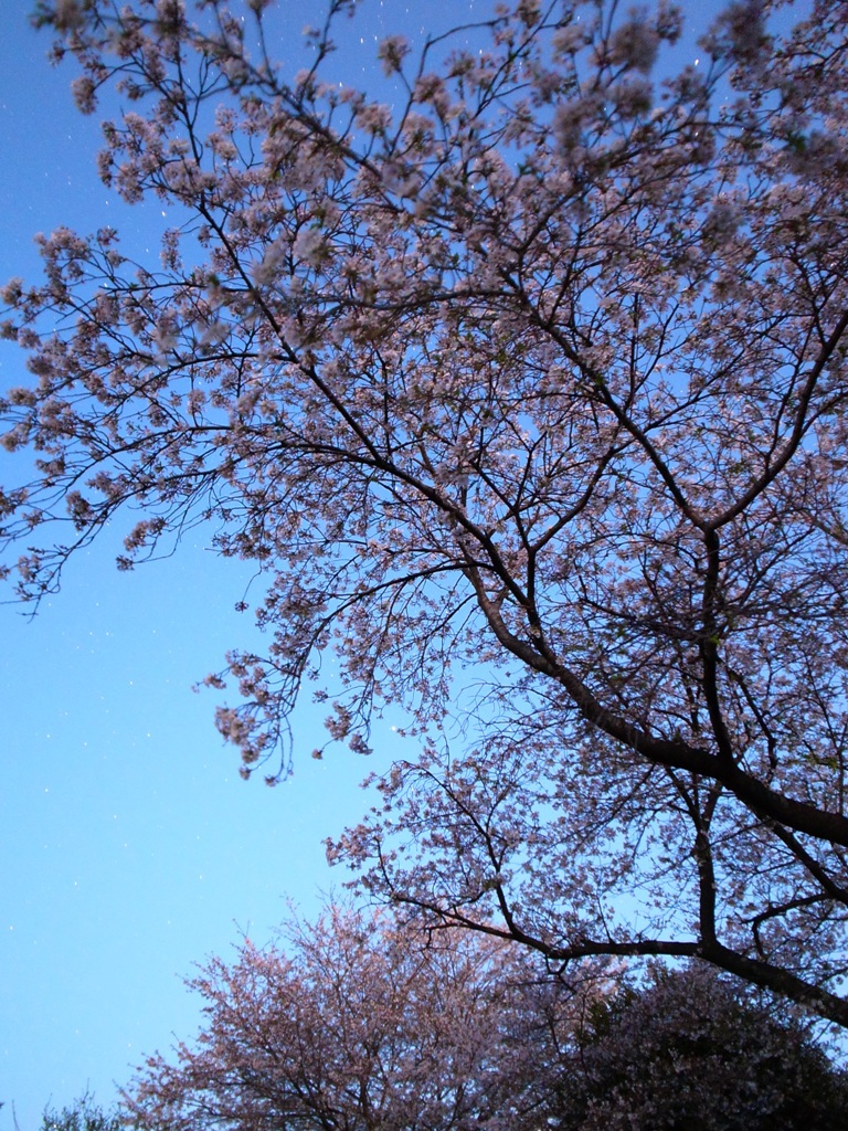 夜明けの桜