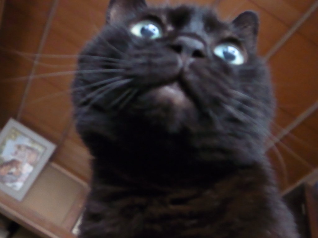 ねこ